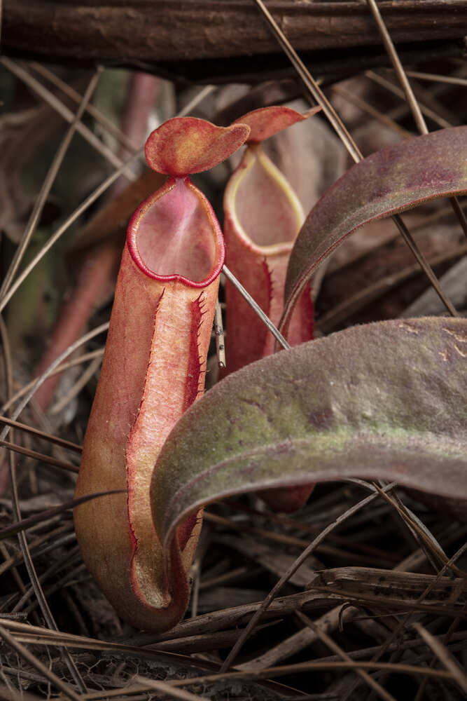 Nepenthes smilesii at Phu Kradueng park in Thailand
